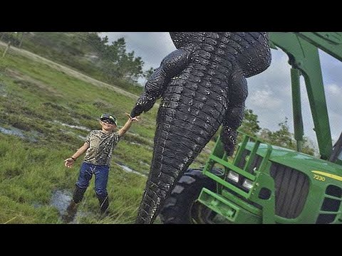 Video: I gar di alligatore sono in pericolo?