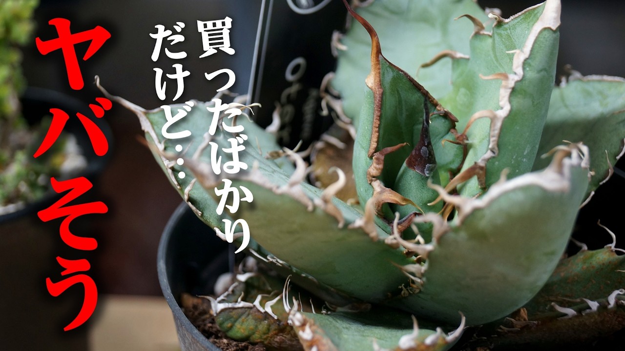 見た目は気に入ったのに…、買った直後の観葉植物をある理由で手術しま