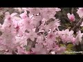 桜名所