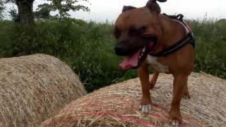 Staffie Arya Et Gary
