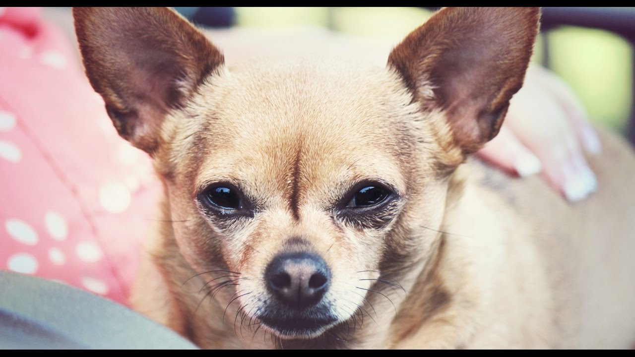 CHIHUAHUA BARKING - CHIHUAHUA HOWLING 