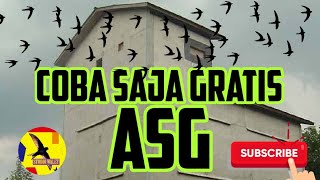ASG MASTER ORIGINAL l Yusril Walet