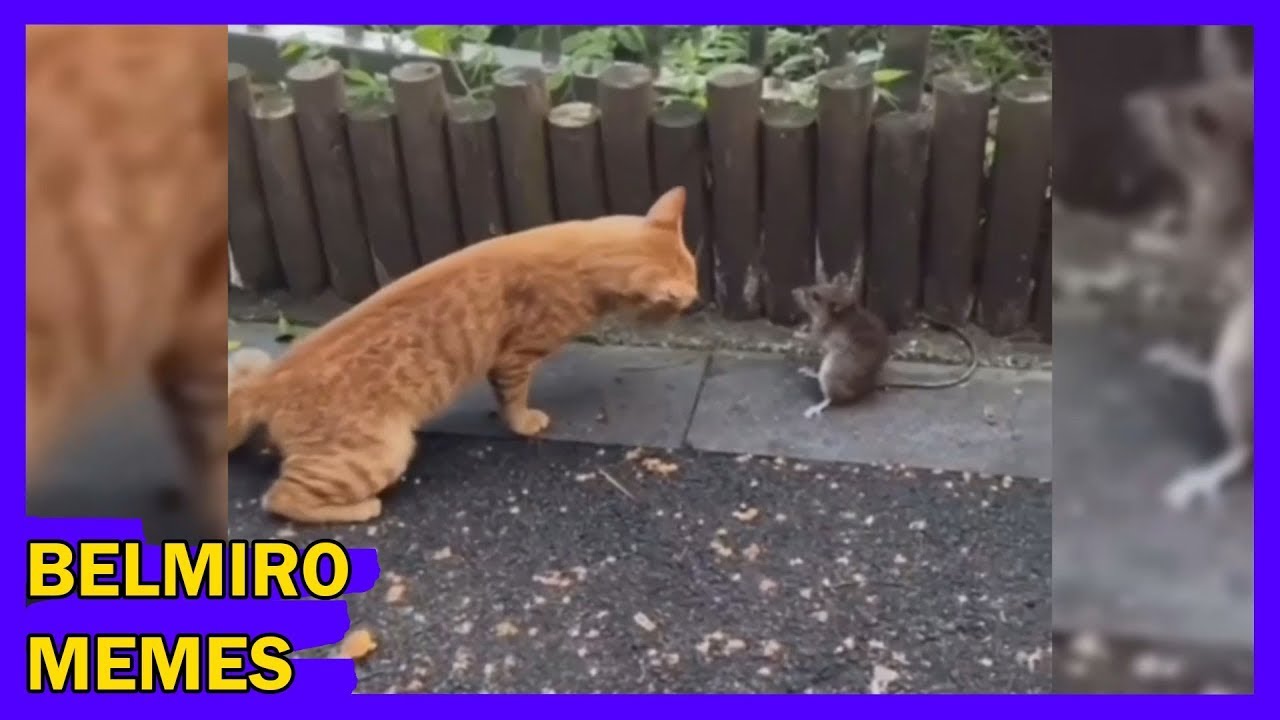 Belmiro Memes: Melhores dublagens engraçadas da semana 97