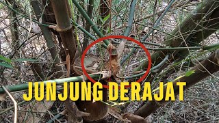 TAKE IT ‼️ IF YOU SEE BAMBOO LIKE THIS ‼️