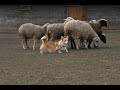 Реакция Корги на овец /развиваем  пастуший инстинкт