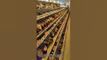 Inside a massive egg farm: millions of hens and eggs