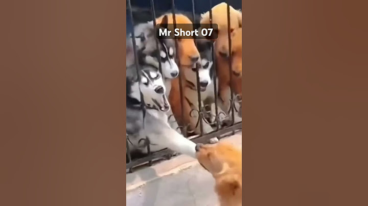 1vs10 #funny dog fight #commody #viral #funny smile dog #Mr Short 07