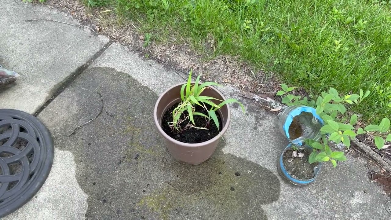 June Garden Walkthrough: Corn, Tomatoes, Peppers & Radishes Progress