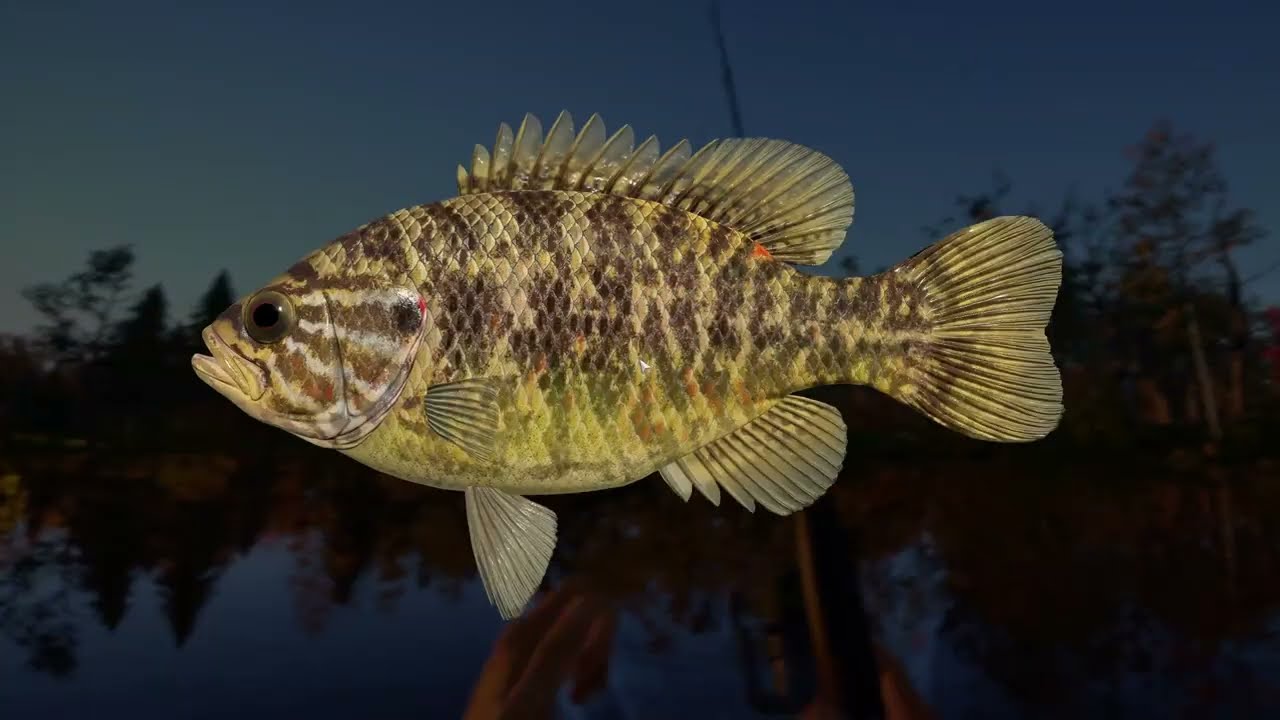 Russian Fishing 4 | Elk Lake | No Commentary