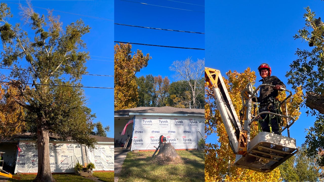 This Oak Tree Had a BIG Hole In It...Too Dead To Climb - YouTube
