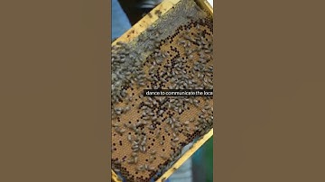 The dance of honey bee