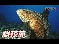 《科技苑》 混养天敌物种 增活力 鱼清洁虾治病 珍珠池里有秘密 20190620 | CCTV农业