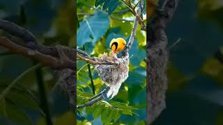 Иволга - одна из самых ярких птиц на земле.