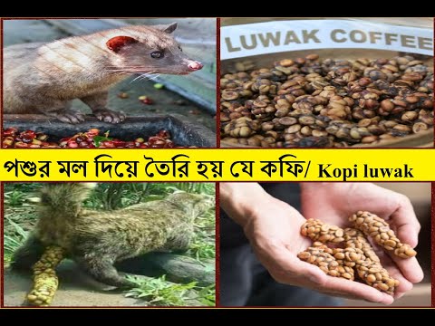 পৃথিবীর সবচেয়ে দামি কফি।। Most expensive coffee Kopi luwak ||Civet coffee