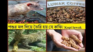 পৃথিবীর সবচেয়ে দামি কফি।। Most expensive coffee Kopi luwak ||Civet coffee screenshot 5