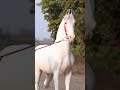 Nukra  stallion  anmol  nukra stallion horse shonki sardar ghodeyanwale youtubeshorts