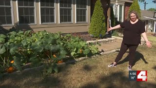 Mysterious pumpkin patch sprouts in St. Louis County