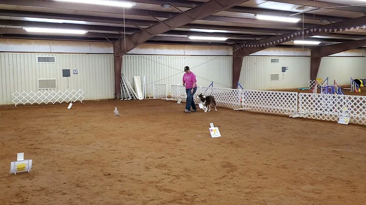 2022JAN04 RallyCourse#5 FA Fargo Davis AKC#DN25694...