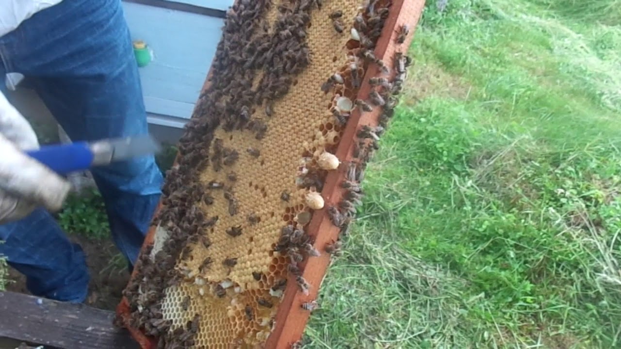 Odabir najboljih matičnjaka za pčelinju zajednicu, 13. 5. 2018.