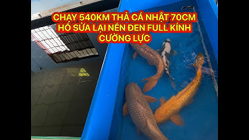 THẢ CÁ NHẬT 70CM - HỒ SỬA LẠI FULL KÍNH CƯỜNG LỰC ĐEN THUI - TRÀ VINH