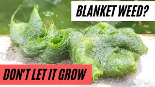 How to prevent BLANKET Weed from growing in your pond!