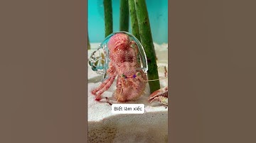 “Ve sầu thoát xác” là có thật nha #videoshort #pets #cuoichutthoi