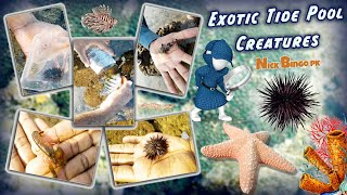 Exotic Tide Pool  Creatures ! Nick Bingo pk