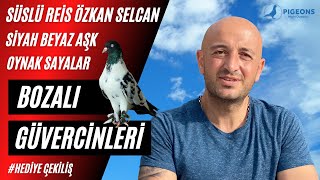 Kara Bozalı Güvercinleri Özkan Selcan Süslü Reis