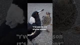 when Mom says No #funnyanimals #funny #funnyshorts #shorts #birds #magpies #animals