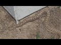 Ядовитые змеи Узбекистана. Гюрза. Ташкентская область. Ташморе.