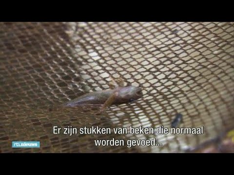 Het lekkere weer