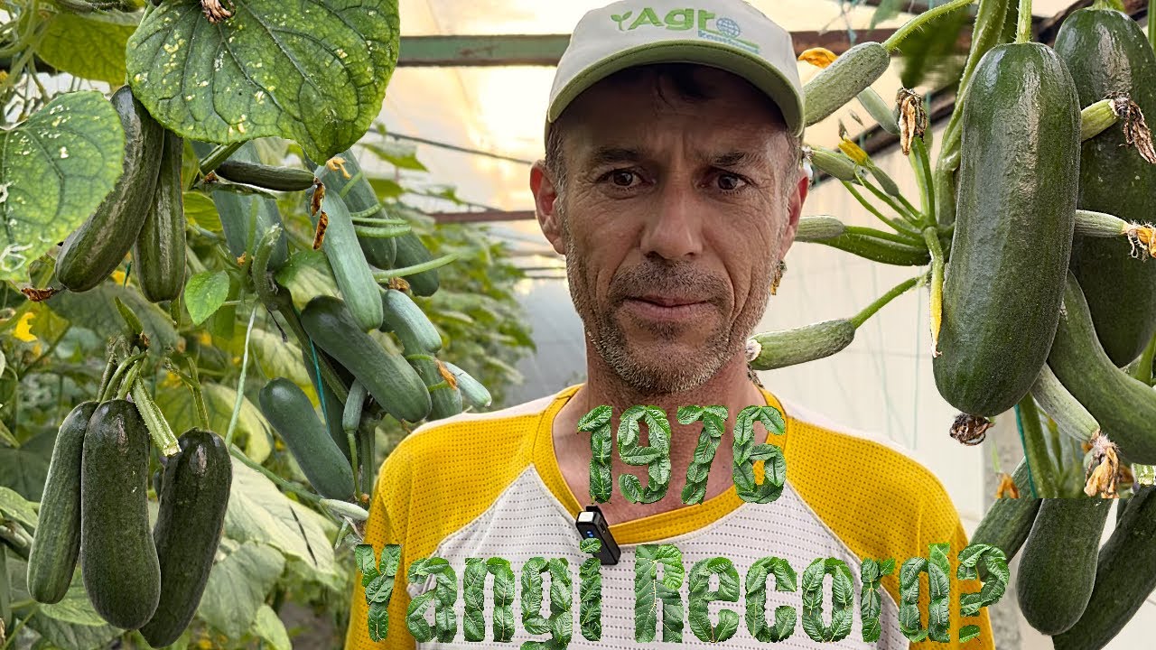 Yangi “1976” navi  “Headway” ni Sindiradimi?