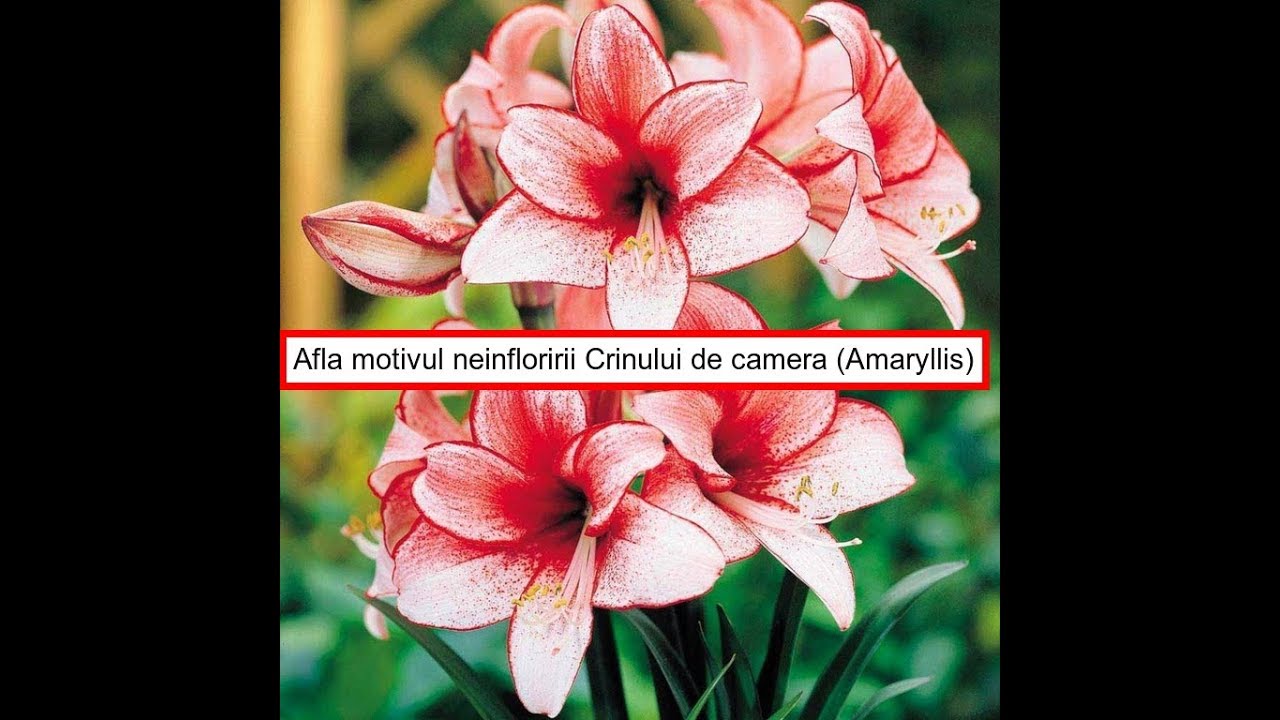 Află Motivul Neinfloririi Crinului De Camera Amaryllis Spp