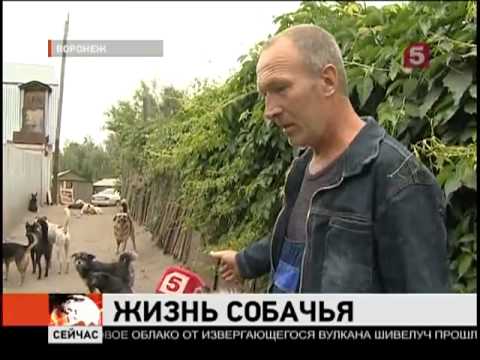 Дора. Воронеж