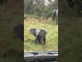 Ferociously Adorable Baby Elephant Gives His Best Charging Attempt