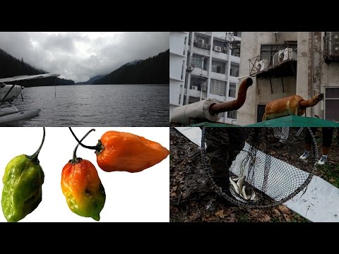 The Dangers of Noise, Digestion-Improving Chilis, and More: 60 Second Science Podcasts
