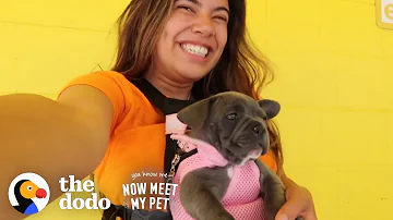 Raising A Dog Is Like Raising A Human With Adelaine Morin | The Dodo You Know Me Now Meet My Pet