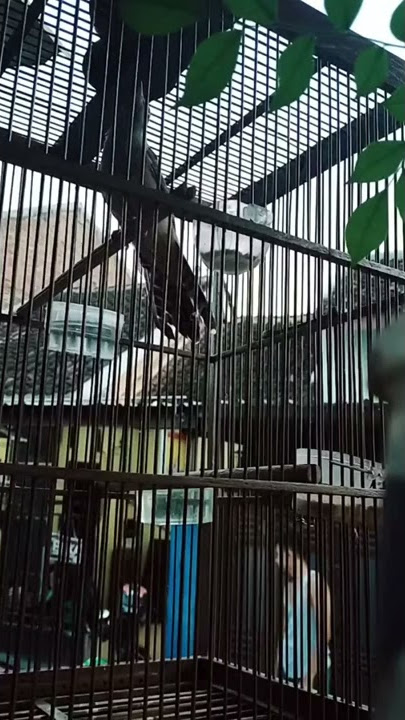 Suara kedasih