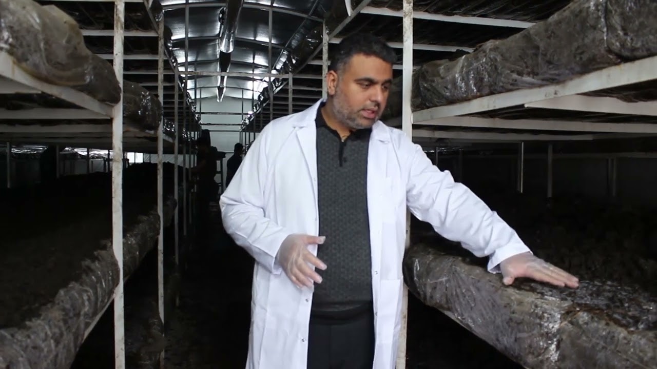 طريقة زراعة الفطر المشروم (عيش الغراب) خطوة بخطوة   للتواصل على الوتس اب 00905300155503