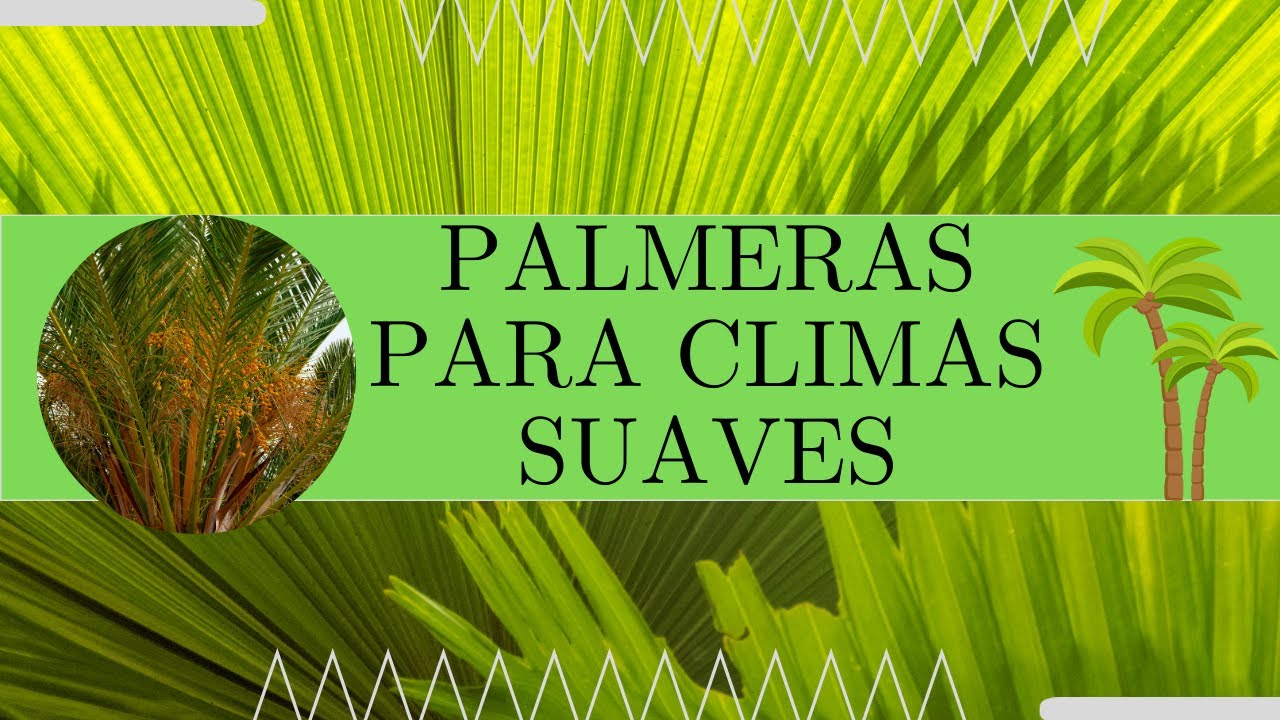 10 tipos de palmeras para jardines cálidos o templados