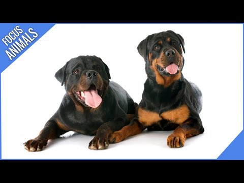 Facts about ROTTWEILERS | Rottweiler Breed