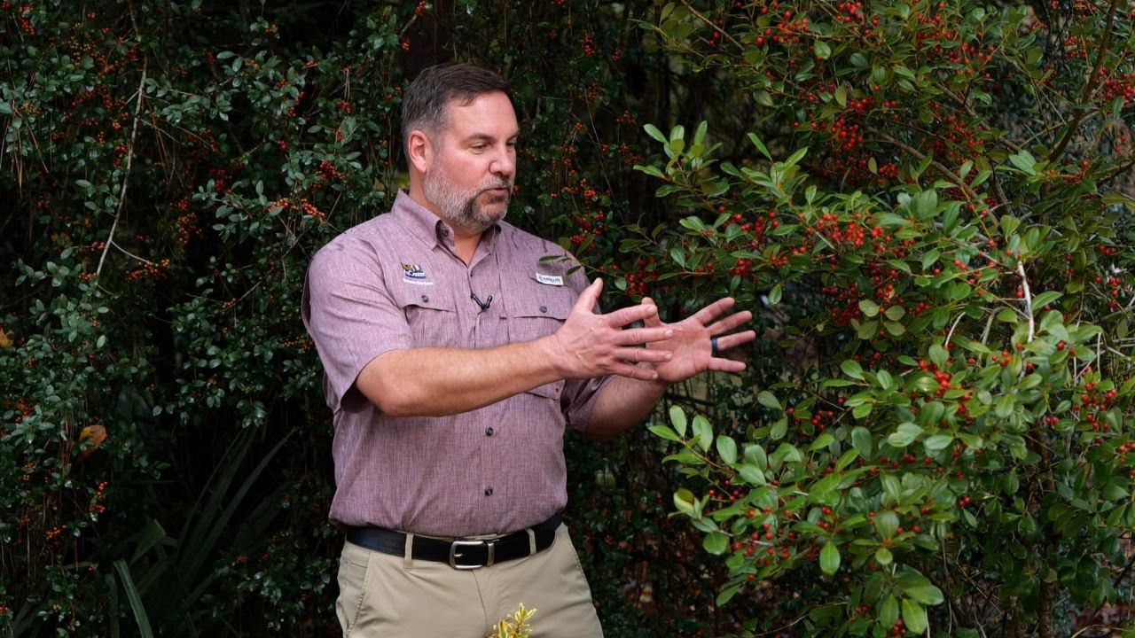 Get It Growing: Colorful holly fits in with Christmas - YouTube