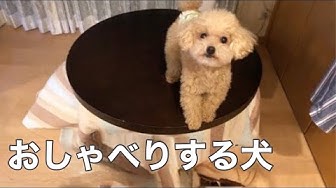 喋る犬 Youtube