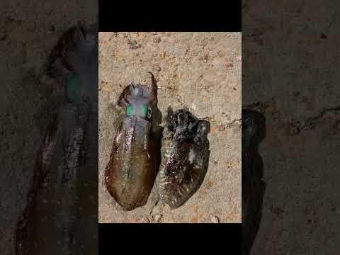 الحبار أو الكاليماري