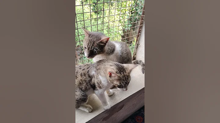 Video 10865571: kitten kitty pets meow, cat kitten kitty meow, pets animals kitty cats, kitty meow funny cats, meow kitty cute pet