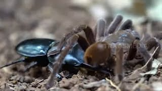 Kumbang Capit Mematikan Bikin Merinding | SI OTAN (29/09/21)