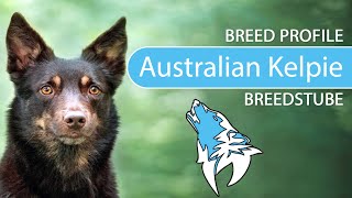 ► Australian Kelpie Breed Profile [2022] Temperament &amp; Training