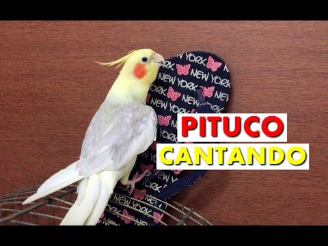 Calopsita Cantando Hino Do Flamengo Completo Pituco Cantando O Hino Do Flamengo Youtube