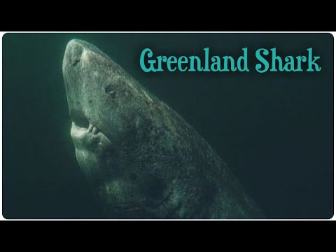 Oldest Shark in