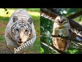 FUNNY ANIMAL34 ,35, 36 37,38,39 BEST MOMENTS VIDEO